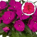 Bild von Impatiens New Guinea P12 Purple